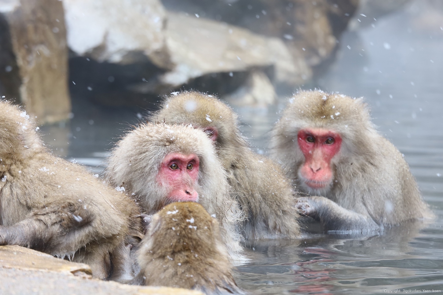 Snow Monkey Park preview